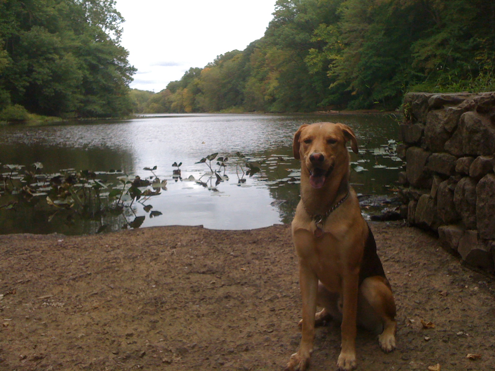 Augie Dog at the Lake